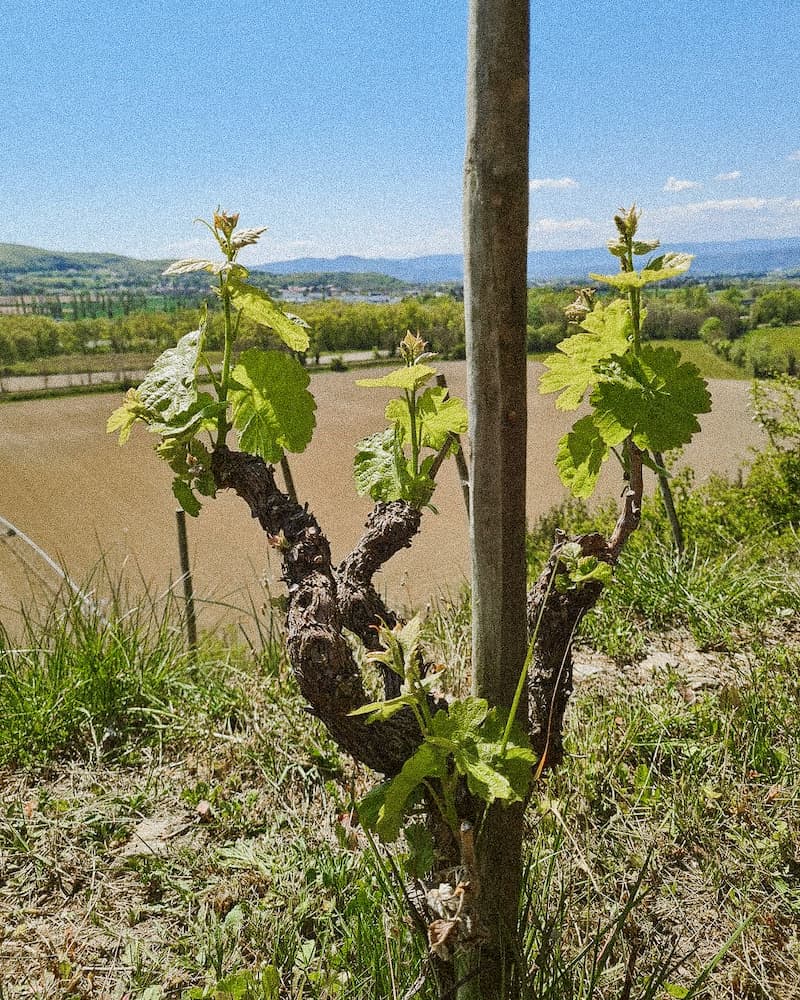 syrah vin du rhône vallée du rhône meilleur domaine du rhône vin bio du rhône