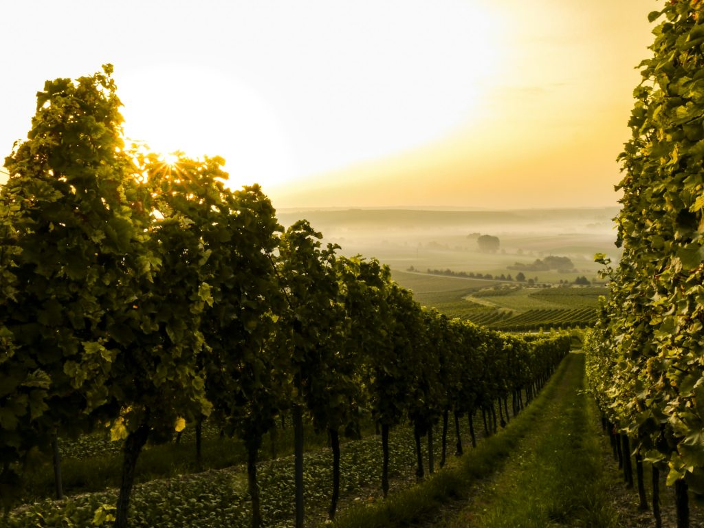 https://www.domaine-lombard.com/wp-content/uploads/2026/04/0a87e013d75b0ae6a29d4aad07c871077581186b-scaled.jpg