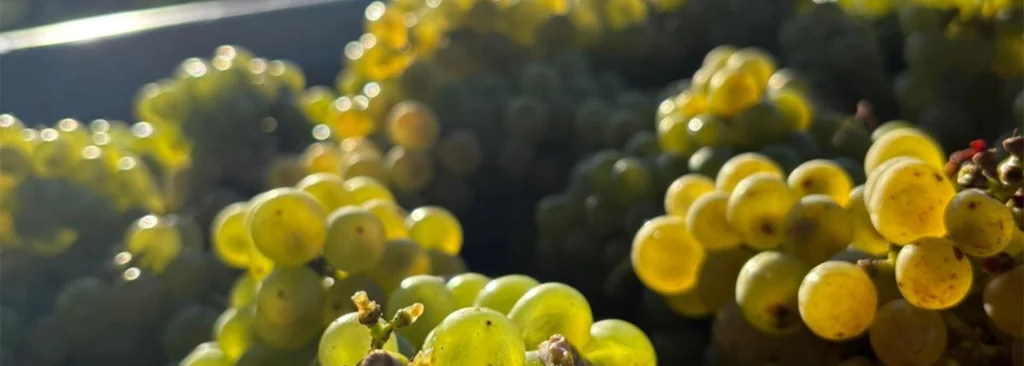 https://www.domaine-lombard.com/wp-content/uploads/2026/04/viticulture-biodynamique.webp