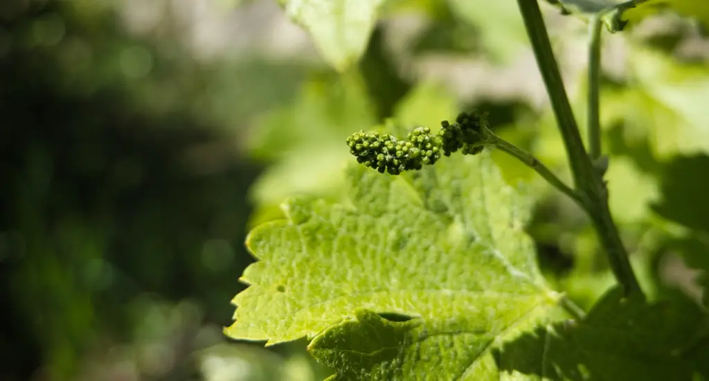 https://www.domaine-lombard.com/wp-content/uploads/2026/05/vignes-culture-slider-4-1.webp